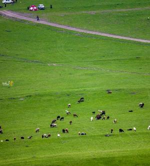 مرتع بادیانلی + فیلم